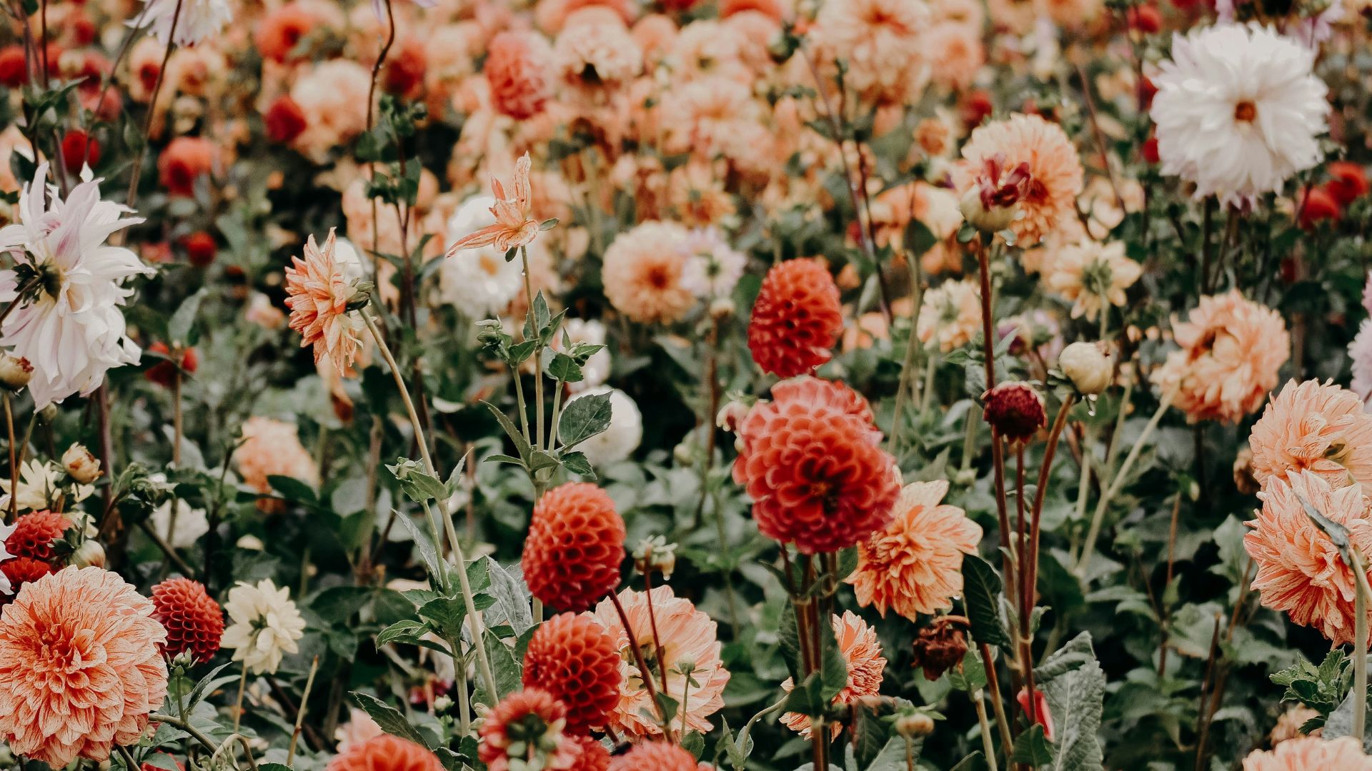 different selection of pink and red flowers